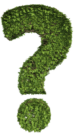 question-mark-made-of-leaves
