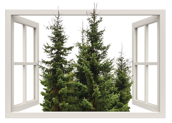 Window-opening-to-evergreen-trees