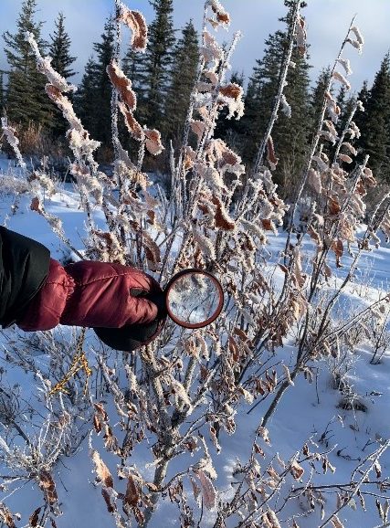 Magnifying glass and tree
