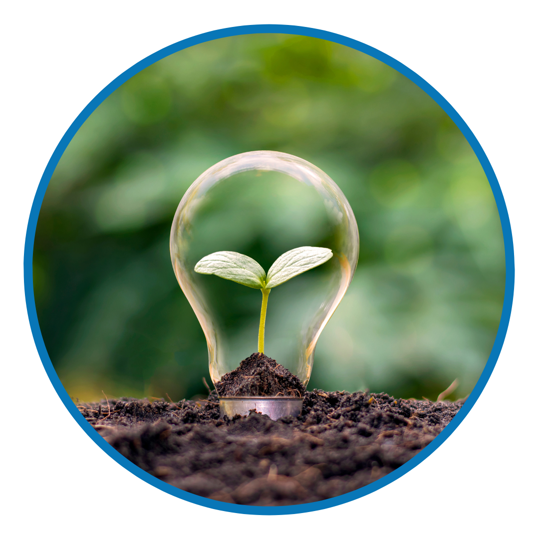 Seedling inside a lightbulb resting on top of soil
