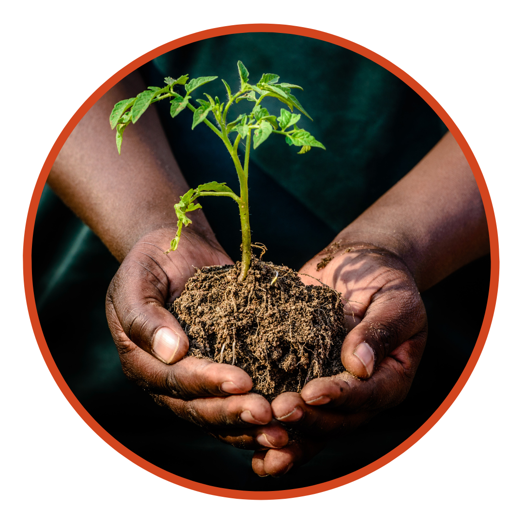 young girl holding a plant and soil in the palm of her hands