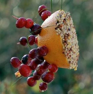 orange with grapes and birdseed