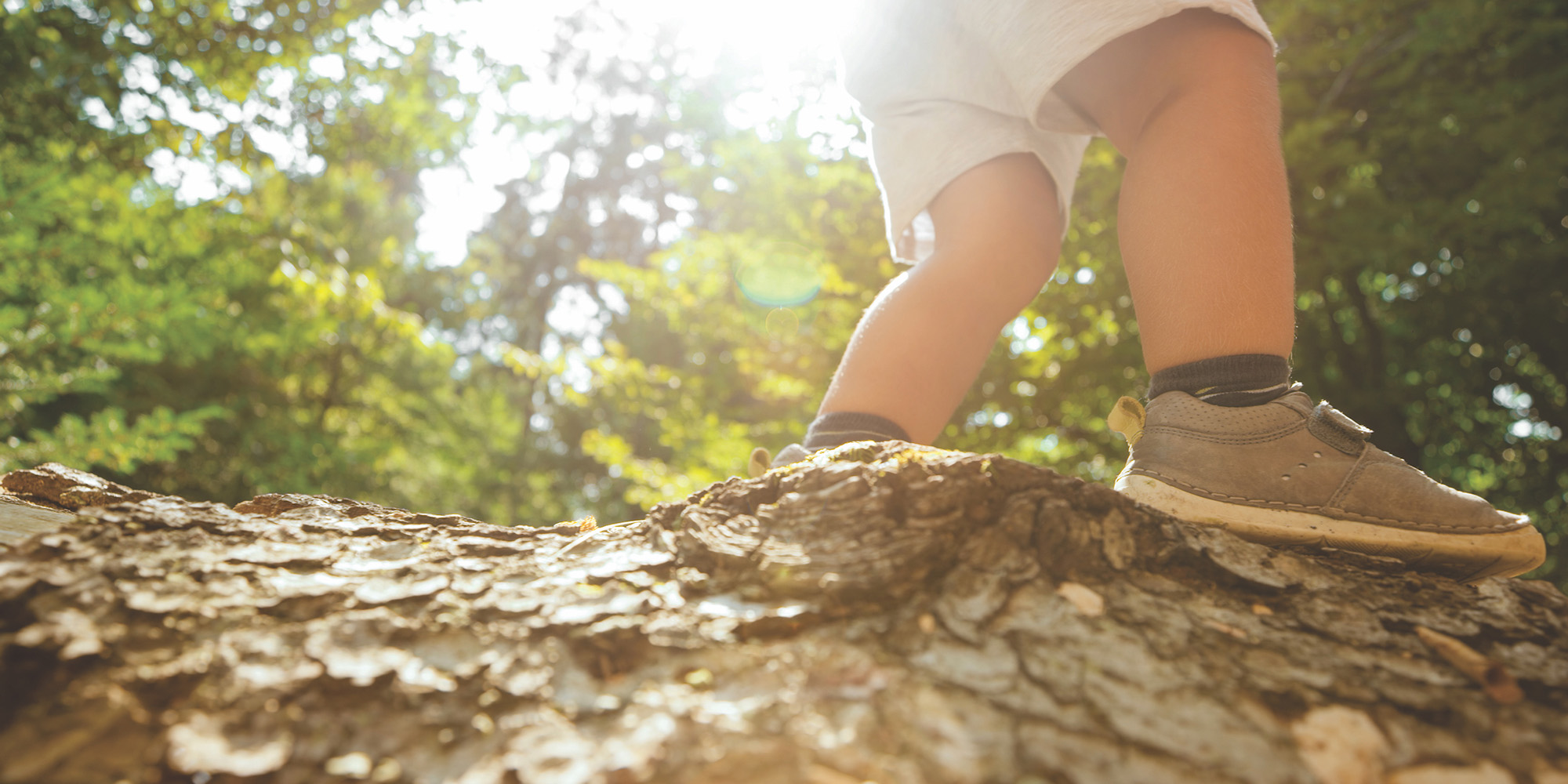 A close up shot of the legs of a young child walking along a fallen tree trunk.