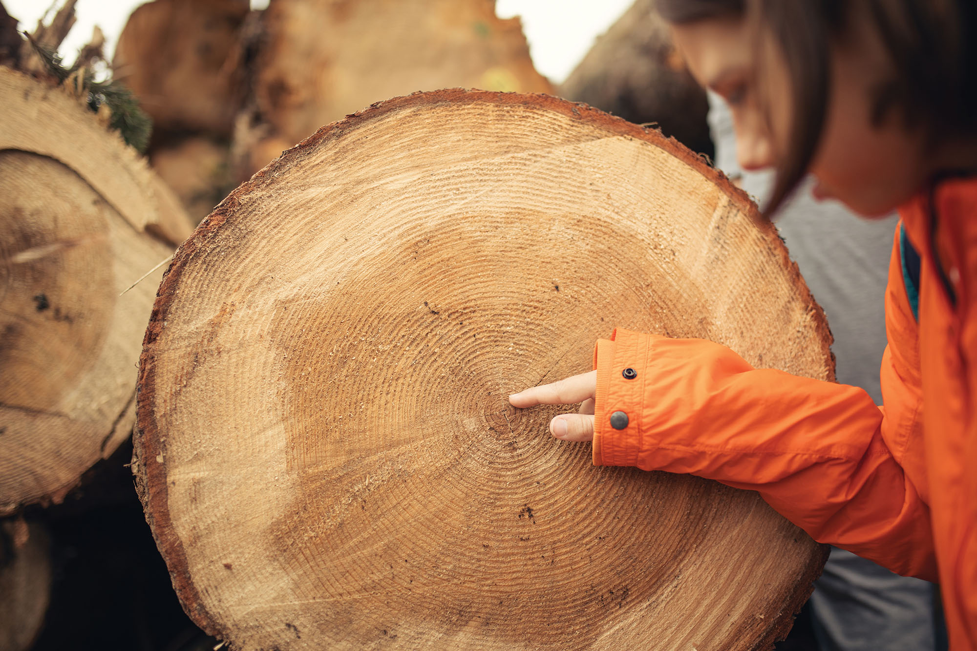 Boy exploring nature and counting annual growth tree rings on a big log in nature. He is pensive and worried